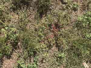 Kiss-me-quick(Portulaca pilosa)