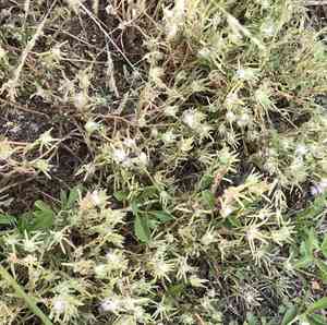 Kiss-me-quick(Portulaca pilosa)