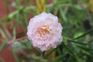 Purslanes (Portulaca)(Portulaca)