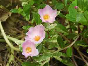 Purslanes (Portulaca)(Portulaca)