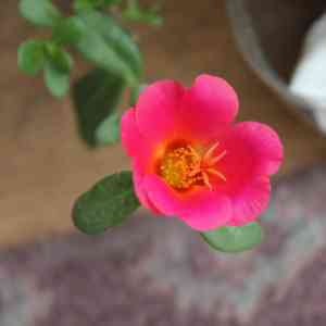 Purslanes (Portulaca)(Portulaca)