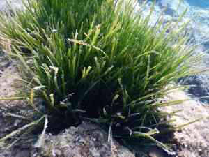 Mediterranean tapeweed(Posidonia oceanica)