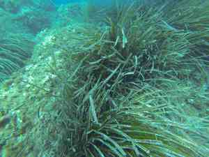 Mediterranean tapeweed(Posidonia oceanica)