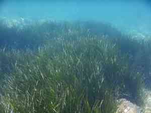 Mediterranean tapeweed(Posidonia oceanica)