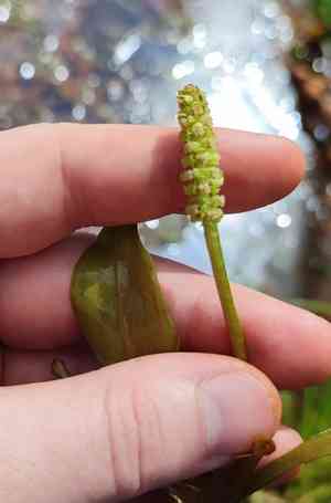 Red pondweed(Potamogeton alpinus)