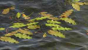 Red pondweed(Potamogeton alpinus)