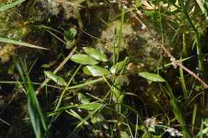 Red pondweed(Potamogeton alpinus)