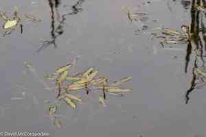 Red pondweed(Potamogeton alpinus)