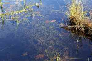Large-leaf pondweed(Potamogeton amplifolius)