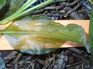 Large-leaf pondweed(Potamogeton amplifolius)
