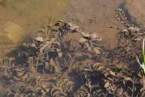 Large-leaf pondweed(Potamogeton amplifolius)