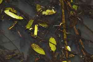American pondweed(Potamogeton epihydrus)