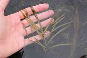 American pondweed(Potamogeton epihydrus)