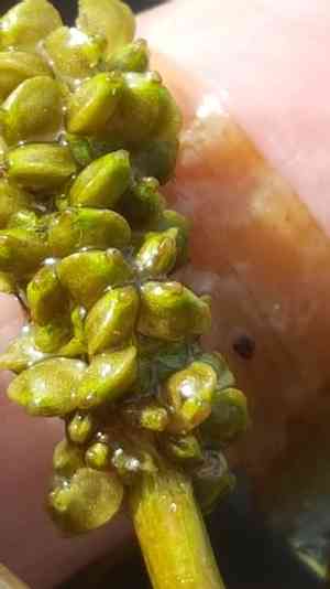 American pondweed(Potamogeton epihydrus)