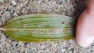 American pondweed(Potamogeton epihydrus)