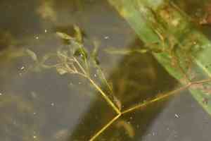 Variableleaf pondweed(Potamogeton gramineus)