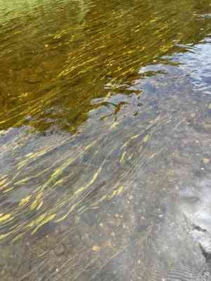 Variableleaf pondweed(Potamogeton gramineus)
