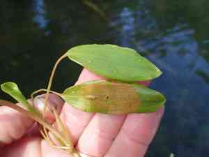 Variableleaf pondweed(Potamogeton gramineus)