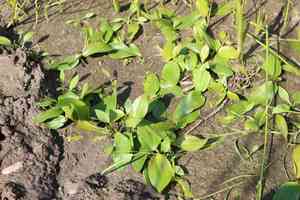 Variableleaf pondweed(Potamogeton gramineus)