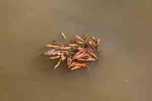 Long-leaf pondweed(Potamogeton nodosus)