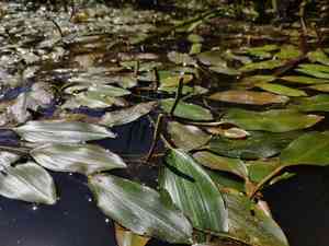 Long-leaf pondweed(Potamogeton nodosus)