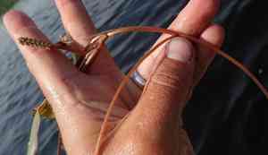 Long-leaf pondweed(Potamogeton nodosus)