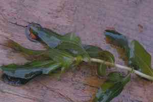 Clasped pondweed(Potamogeton perfoliatus)