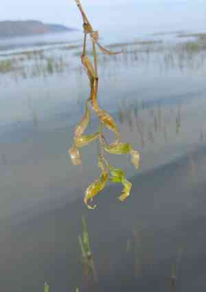 Clasped pondweed(Potamogeton perfoliatus)