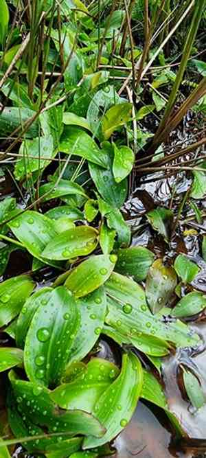 Oblong-leaved pondweed(Potamogeton polygonifolius)