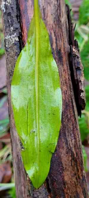 Oblong-leaved pondweed(Potamogeton polygonifolius)