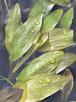 Oblong-leaved pondweed(Potamogeton polygonifolius)