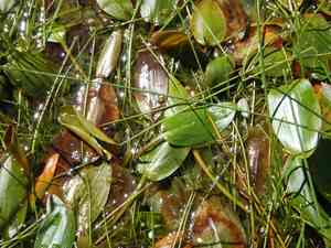 Oblong-leaved pondweed(Potamogeton polygonifolius)