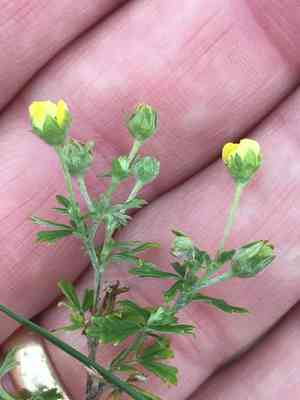 Silver cinquefoil(Potentilla argentea)