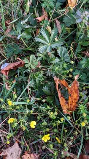 Silver cinquefoil(Potentilla argentea)