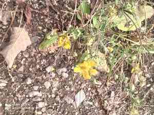 Silver cinquefoil(Potentilla argentea)