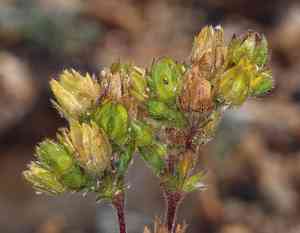 Biennial cinquefoil(Potentilla biennis)