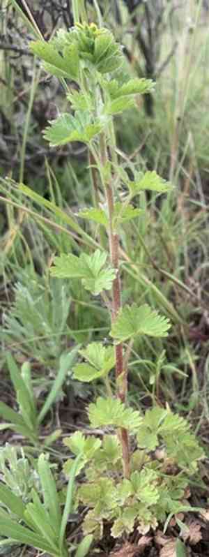 Biennial cinquefoil(Potentilla biennis)