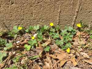 Dwarf cinquefoil(Potentilla canadensis)