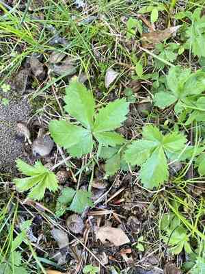 Dwarf cinquefoil(Potentilla canadensis)