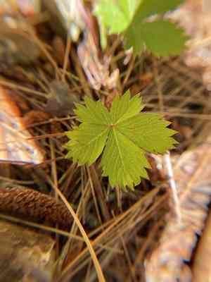 Dwarf cinquefoil(Potentilla canadensis)