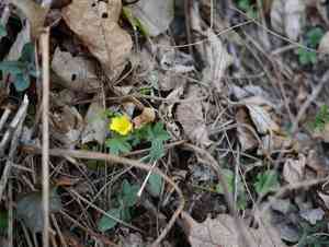 Dwarf cinquefoil(Potentilla canadensis)