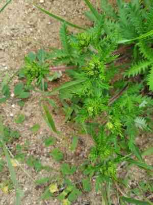 Potentilla chinensis(Potentilla chinensis)