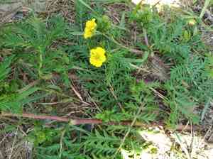 Potentilla chinensis(Potentilla chinensis)