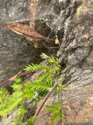 Potentilla chinensis(Potentilla chinensis)