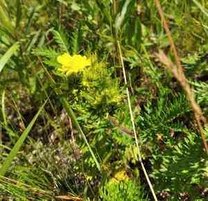 Potentilla chinensis(Potentilla chinensis)