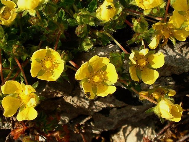Abbotswood potentilla (Potentilla cinerea) Care Guide: Pests, Diseases ...