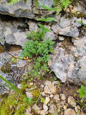 Alpine cinquefoil(Potentilla crantzii)
