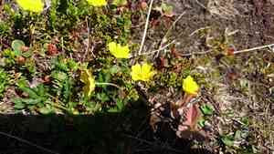 Alpine cinquefoil(Potentilla crantzii)