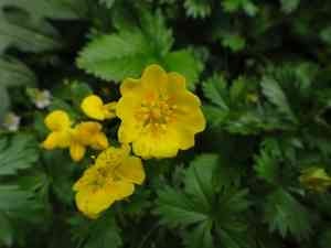 Alpine cinquefoil(Potentilla crantzii)