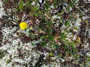 Alpine cinquefoil(Potentilla crantzii)